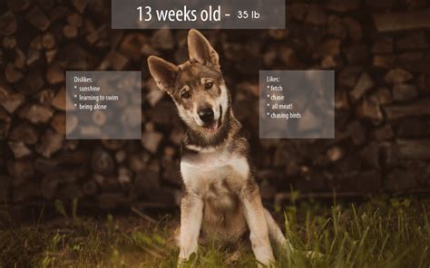 Maybe you would like to learn more about one of these? Dreki - 13 week old Tamaskan Puppy Update | The Wolfdog Life