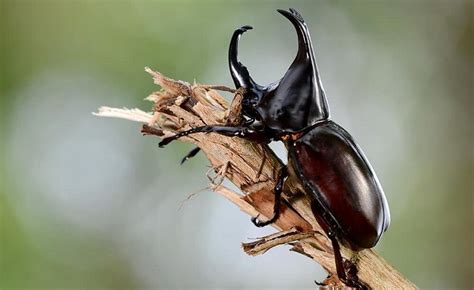 Different Types Of Beetles Scientific Facts And Identifications