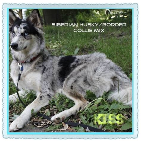 Siberian Husky Mixed With Border Collie Border Collie Husky Mix