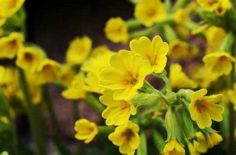 10 Beautiful Native Irish Wildflowers To Look For This Spring And