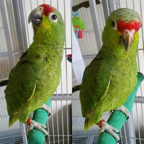 Red Lored Amazon For Sale Buy Red Lored Amazon Red Amazon Parrot