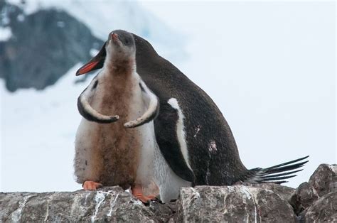 Baby Penguin Flexing His Wing Muscles In Photo Essay Paradise Bay