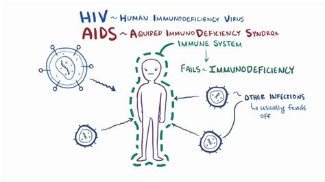 Hiv Aids Video Anatomy Definition Function Osmosis