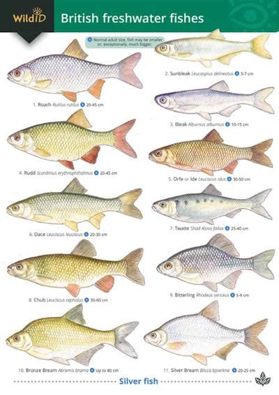 Guide To British Freshwater Fishes Identification Chart By Croft P