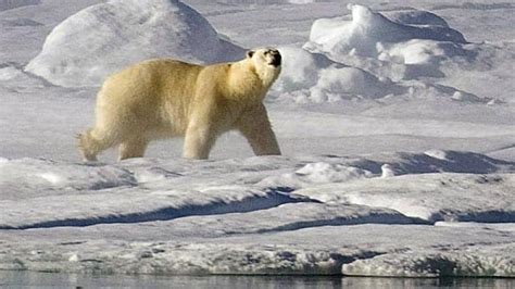 Polar Bear Protection To Be Focus Of National Round Table Cbc News