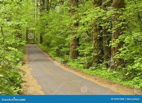 Tree Lined Country Road Royalty Free Stock Image Image 33357656