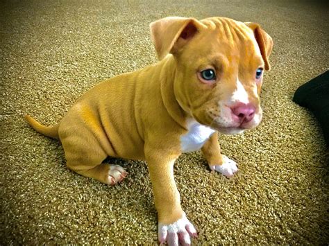 It's a large dog breed at about 29 to 33 inches tall, weighing between 150 to 200 pounds. Bully Kutta Puppies For Sale | Houston, TX #333735