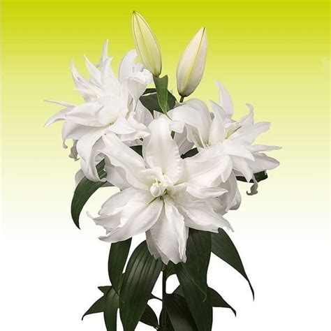 Lily Oriental Roselily Monica Cm Wholesale Dutch Flowers