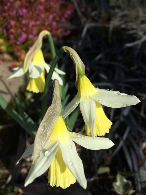 Narcissus ‘gypsy Queen Morlas Plants