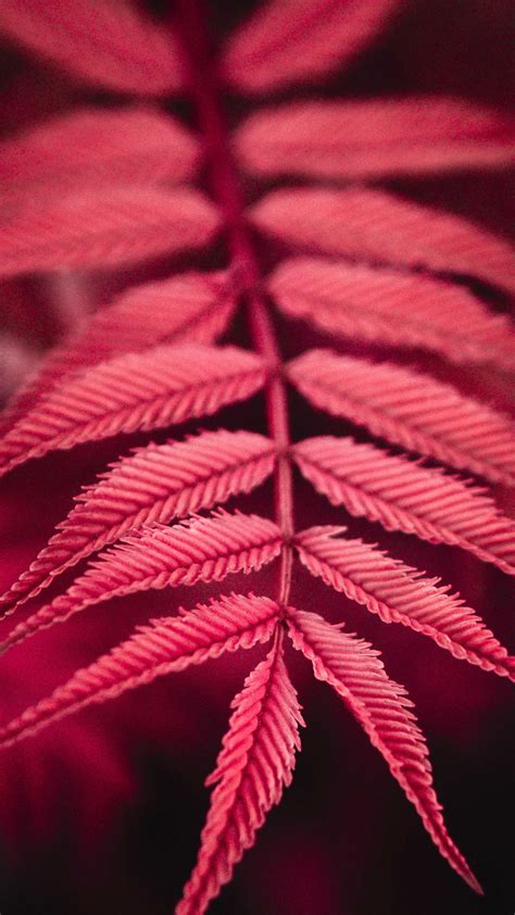 Red Plant Leaves Free 4k Ultra Hd Mobile Wallpaper