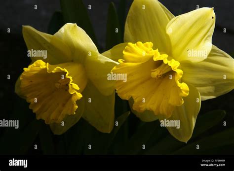 Close Up Of Daffodil Flowers Hi Res Stock Photography And Images Alamy