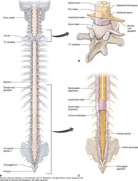 Conus Medullaris Anatomy Anatomy Diagram Book