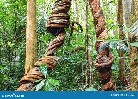 Lianas Que Enrollan A Través De La Selva Tropical Foto De Archivo