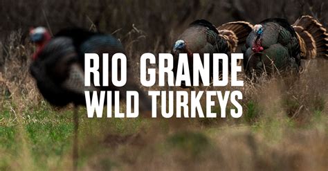 Rio Grande Wild Turkey Hunting States Onx Hunt