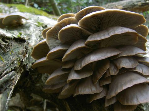 12 Types Of Japanese Mushrooms And Health Benefits