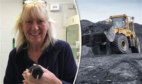 Miracle Kitten Survives Travelling More Than 80 Miles After Being Scooped Up By A Digger Uk