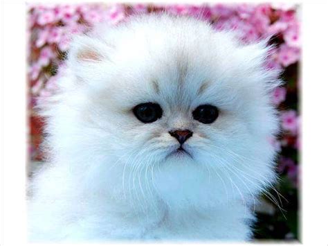 We are reputable white persian kitten and cat breeder. Teacup Persian Kittens For Sale 600 FOR SALE ADOPTION from ...