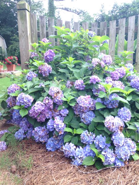 Hydrangea Garden And Yard Hydrangea Garden