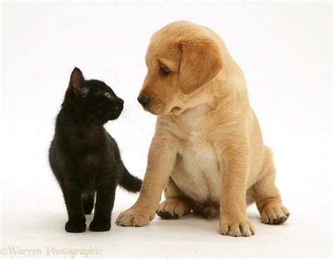 Pets Black Kitten And Retriever Pup Photo Wp11424