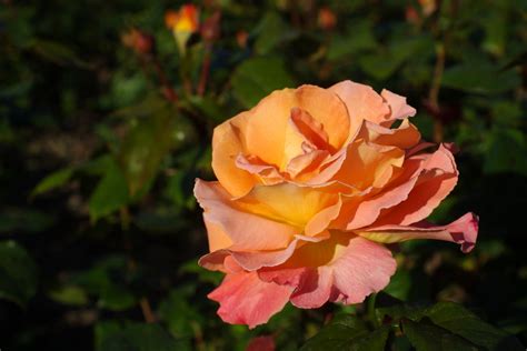 Free Rose Rosemary Harkness Stock Photo