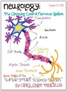 Human nervous system consists of nerves, the learn many more about the human nervous system with this interesting lesson, human nervous system for kids. Nervous System Worksheets - Homeschool Den
