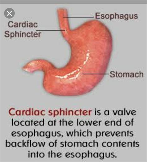 What Is The Function Of Cardiac Sphincter