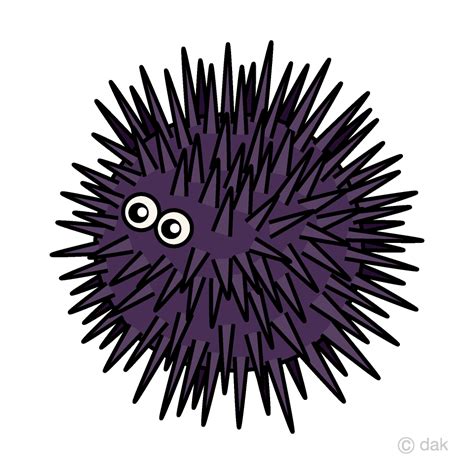 Sea Urchin Clip Art Free Png Image｜illustoon