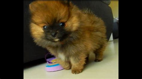 Tiny Teacup Pomeranian Play Clip Two Youtube