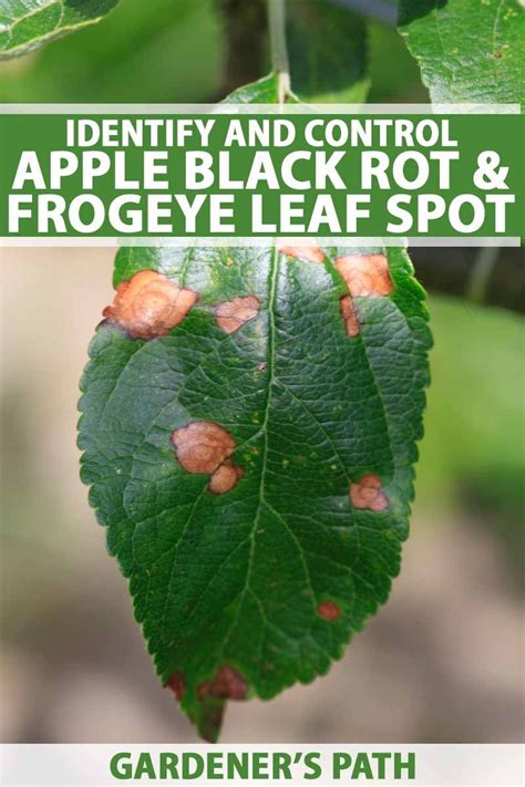 The Complex Of Apple Black Rot Cankers Black Rot On Fruit And Frogeye