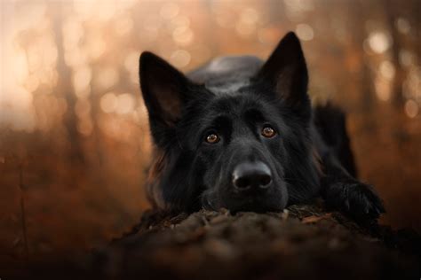Download Dog Animal German Shepherd Hd Wallpaper