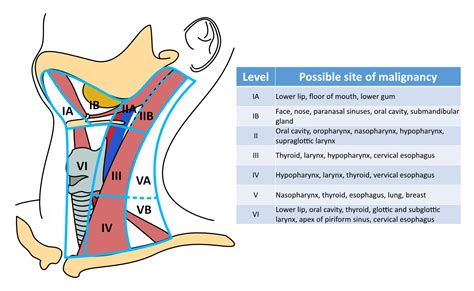 Cervical Lymph Nodes Zones