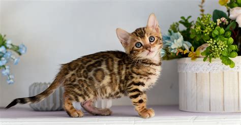 Cats That Look Like Leopards Domestic Breeds That Look
