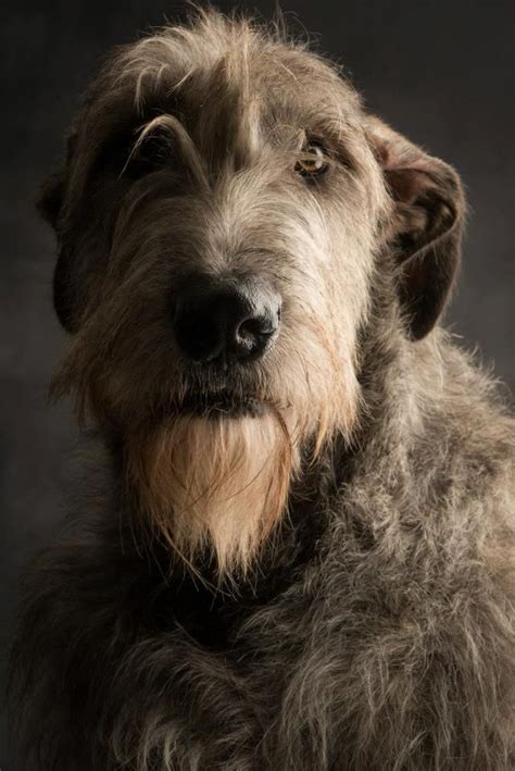45 Best Irish Wolfhound Dog Art Portraits Photographs Information And