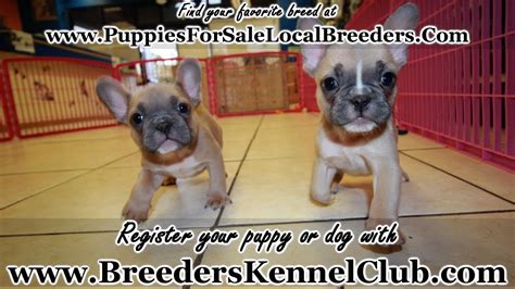 Stargate french bulldogs has french bulldogs of pet and show quality. LILAC FAWN FRENCH BULLDOG PUPPIES FOR SALE, GEORGIA LOCAL ...