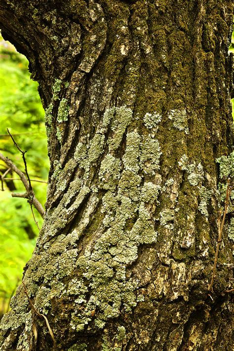 Old Tree Trunk With Moss Photograph By Donald Erickson Fine Art America