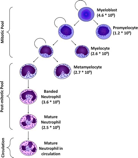 Whatˈs Your Age Again Determination Of Human Neutrophil Half‐lives