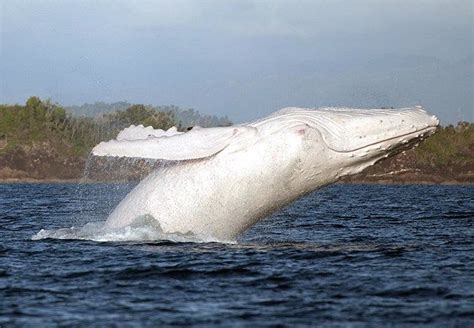 Rare White Humpback Whale White Humpback Whale Humpback Whale Whale