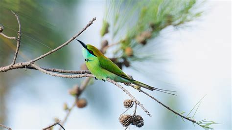 Download Wallpaper 1920x1080 Blue Tailed Bee Eater Bird