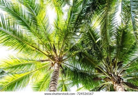 Coconut Palm Tree Perspective View Stock Photo 724526167 Shutterstock
