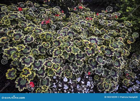 Multi Coloured Geranium Leaves With Red Flowers Stock Image Image Of