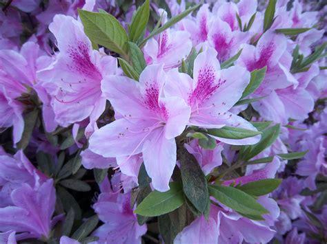 Azaleas Azalea Flower Beautiful Flowers Blooming Flowers