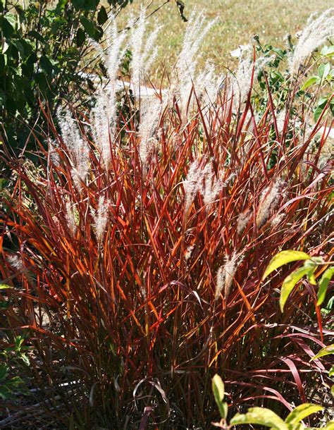 Miscanthus Purpurascens Flame Grass 3 Bareroot Plants Bloomingbulb