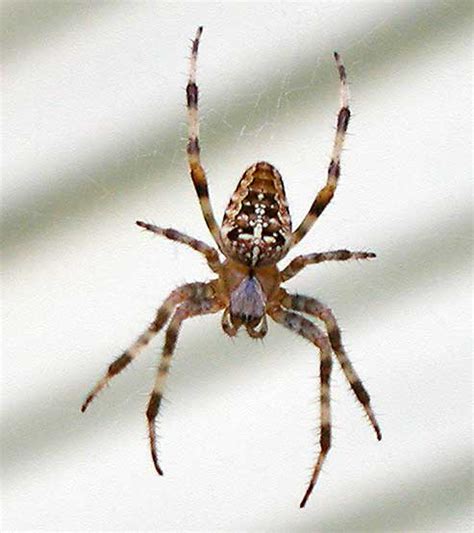 Schedule an appointment with orkin for help garden spiders are found on many continents throughout the globe. Identify this spider! - The Pub - Shroomery Message Board