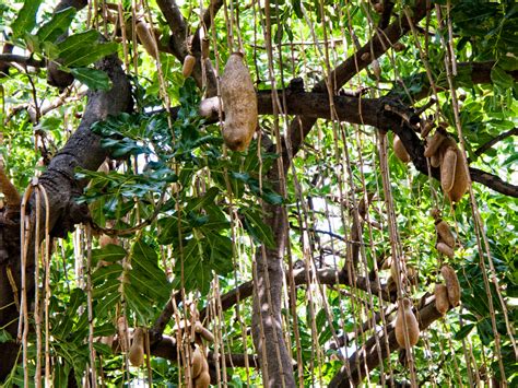 Sausage Tree Photo Lionel Yearwood Photos At