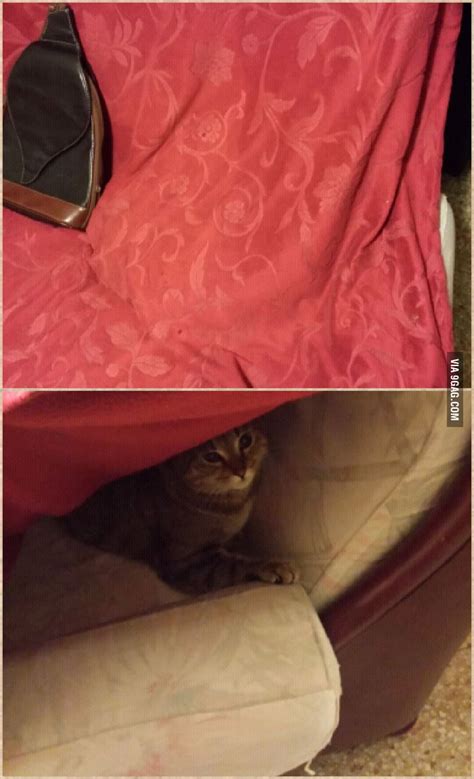 a real ninja cat 9gag