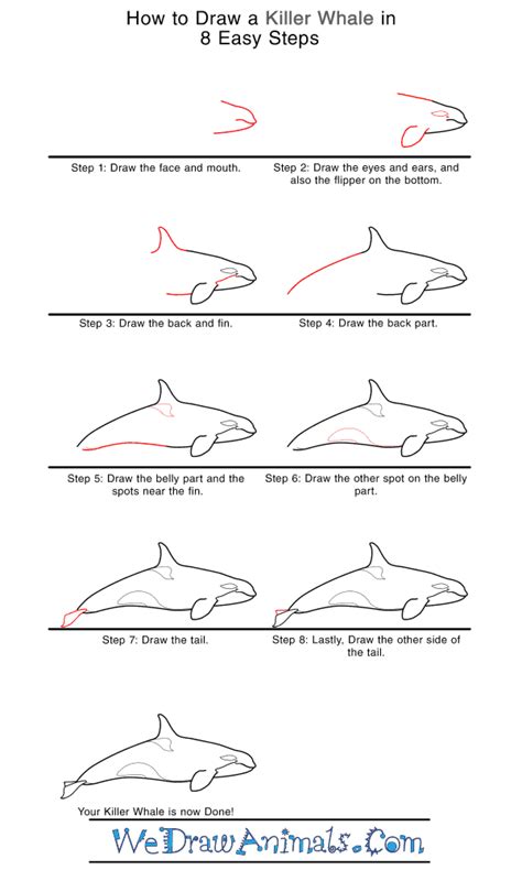 How To Draw A Realistic Killer Whale