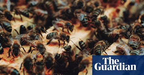 Beekeeping In London In Pictures Environment The Guardian