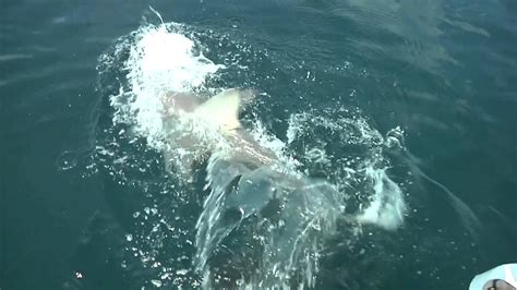 Bull Shark Attack Carrabelle Florida Youtube