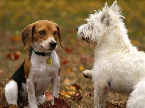 How Do Dogs Communicate Visual Auditory And Olfactory Communication
