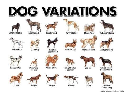 All Type Of Dog Breeds With Pictures Dog Breeds Chart Dog Breeds